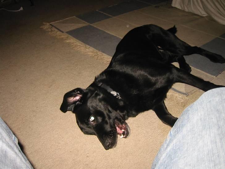 Blanding af racer Tyson billede 8