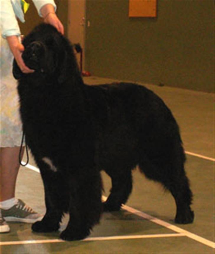 Newfoundlænder black houdini" lady pearl billede 4