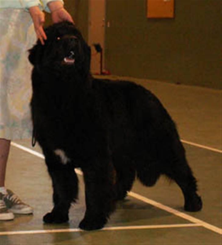 Newfoundlænder black houdini" lady pearl billede 5