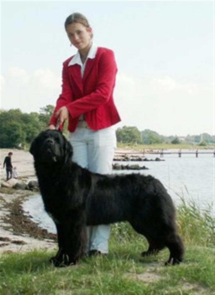 Newfoundlænder black houdini" lady pearl billede 6