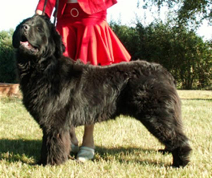 Newfoundlænder black houdini" lady pearl billede 7