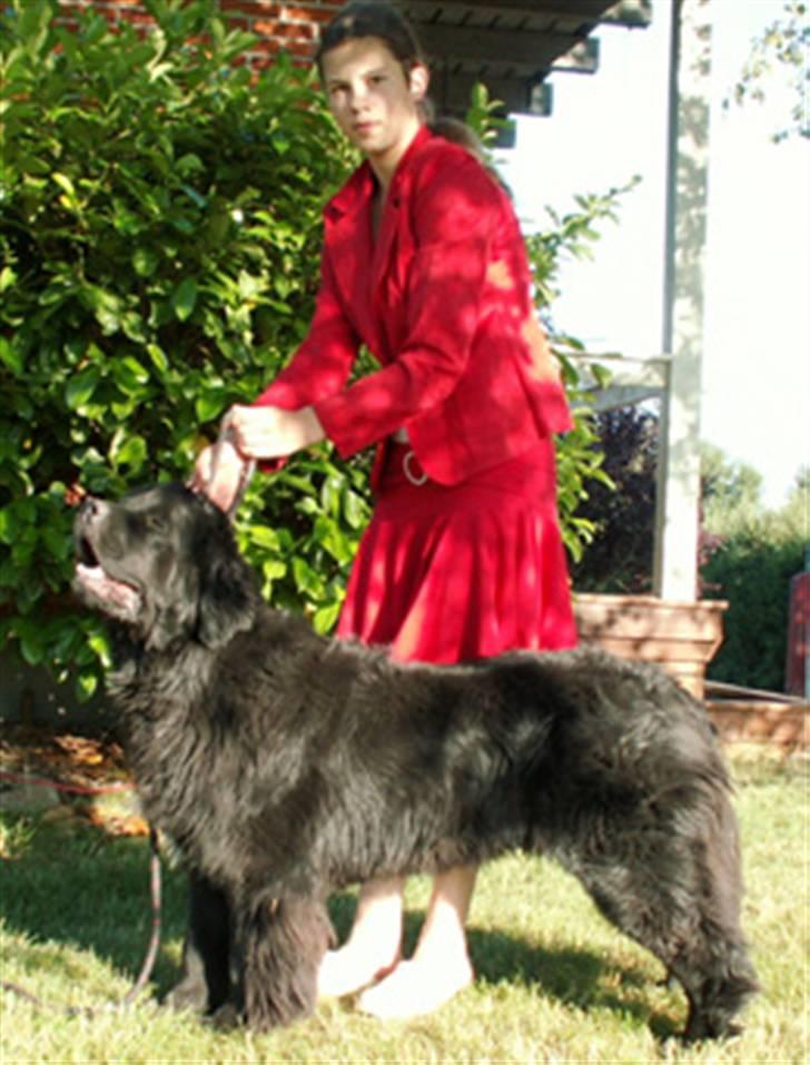 Newfoundlænder black houdini" lady pearl billede 8