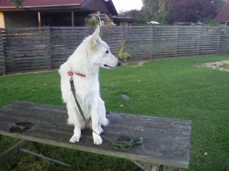 Hvid schæfer Lady - 9/8-07 billede 15