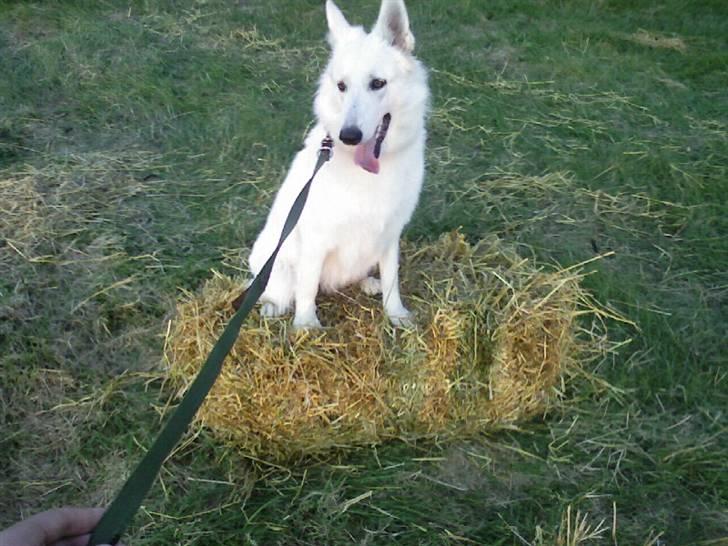 Hvid schæfer Lady - 9/8-07 billede 16