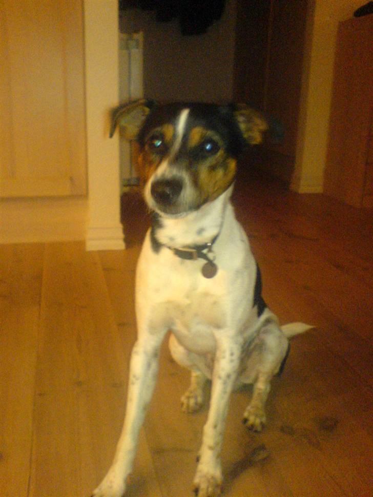 Dansk svensk gaardhund Emil billede 8