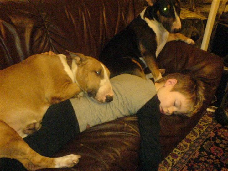 Bullterrier Alma  - Almas Mor Zara Zinnobar. Desværre ikke længere iblandt ox. billede 6