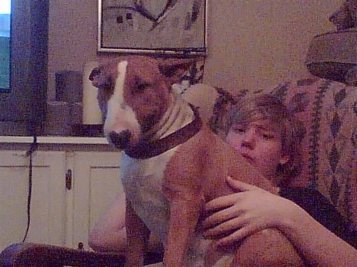 Bullterrier Alma  - Igen smukke mor Zara billede 7