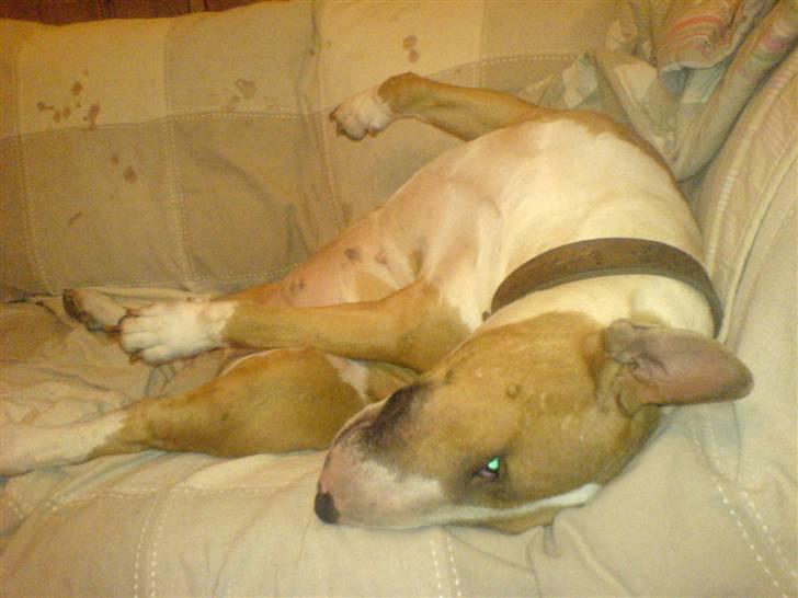 Bullterrier Alma  - Zara ligger godt billede 8