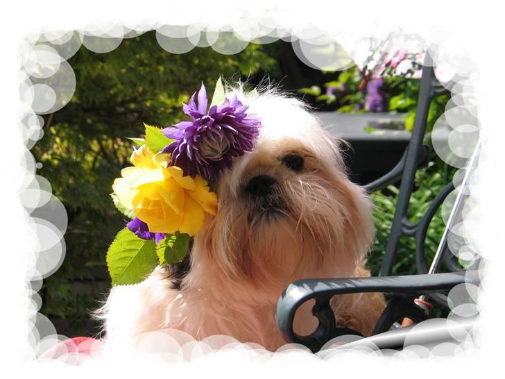 Shih tzu Mingh og Mao og Mitzu billede 11