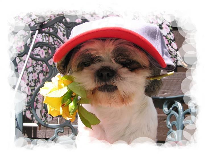 Shih tzu Mingh og Mao og Mitzu billede 12