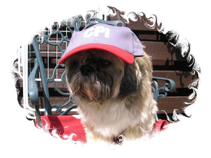 Shih tzu Mingh og Mao og Mitzu billede 13