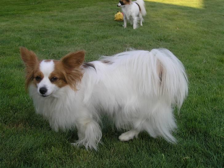 Papillon Fie billede 9