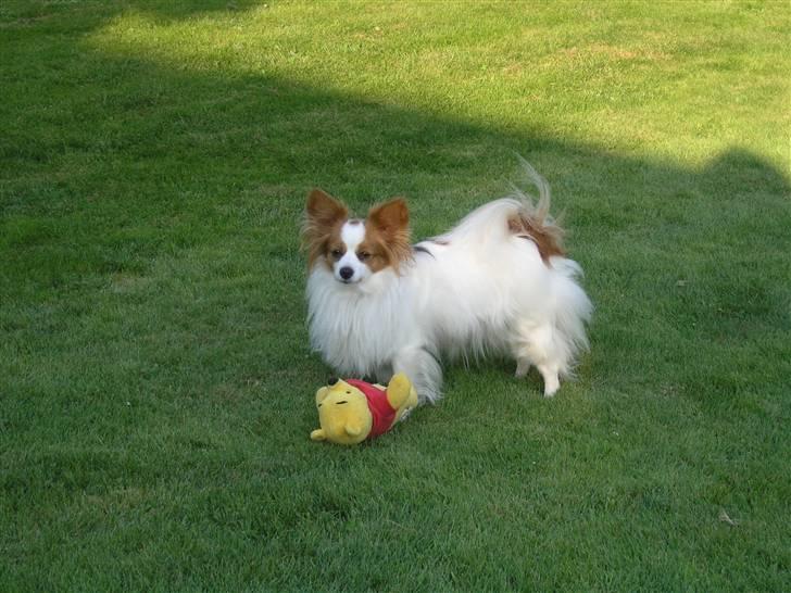 Papillon Fie billede 10