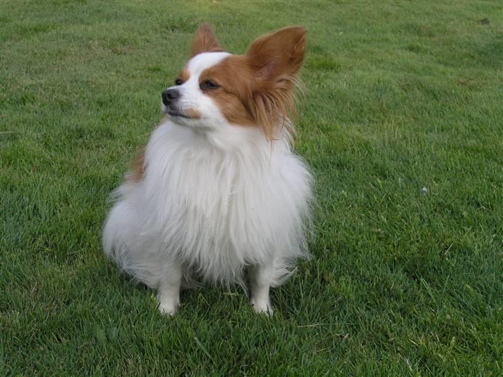 Papillon Fie billede 11
