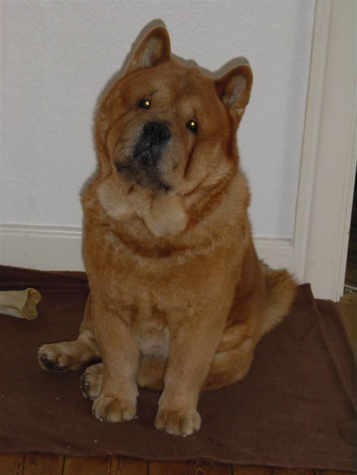 Chow chow Balou billede 12