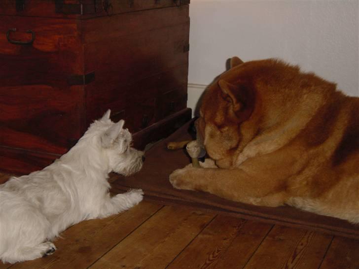 Chow chow Balou billede 13
