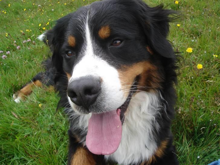 Berner sennenhund BASTIAN - Det er bare så dejligt at være ude og gå!! billede 14