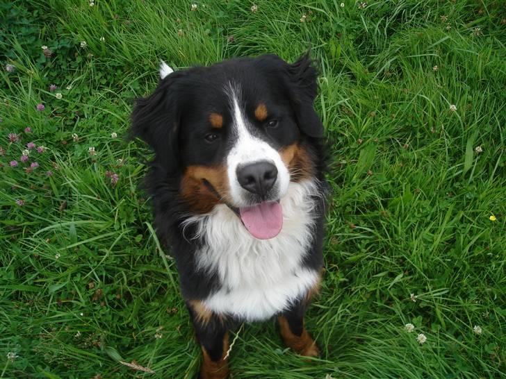 Berner sennenhund BASTIAN - Er jeg ikke køn?? billede 15