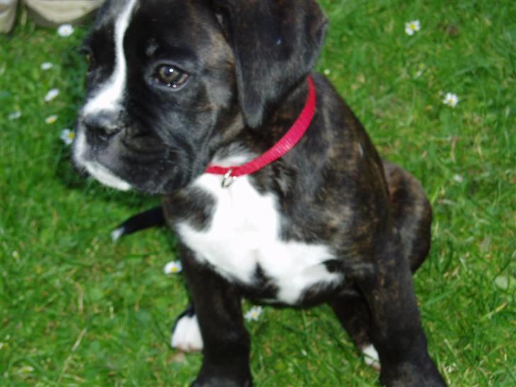 Boxer CHILLI billede 7