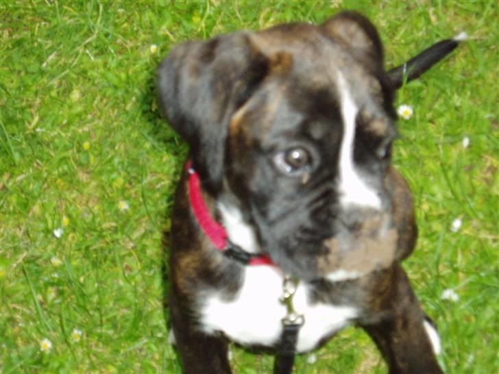 Boxer CHILLI - Jeg kan godt lige at spise jord det giver sådan en god fornemmelse i maven  billede 8