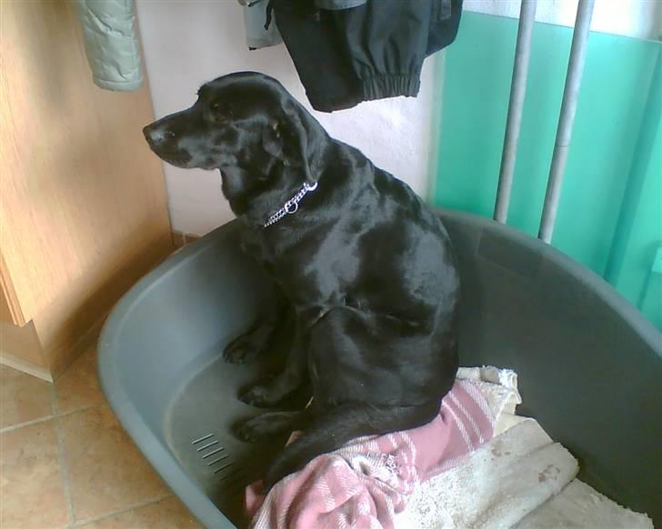 Blanding af racer Sheeba - Sheeba sidder og ser smuk ud billede 9