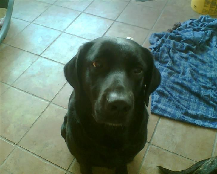 Blanding af racer Sheeba - Sheeba med den store næse  billede 10