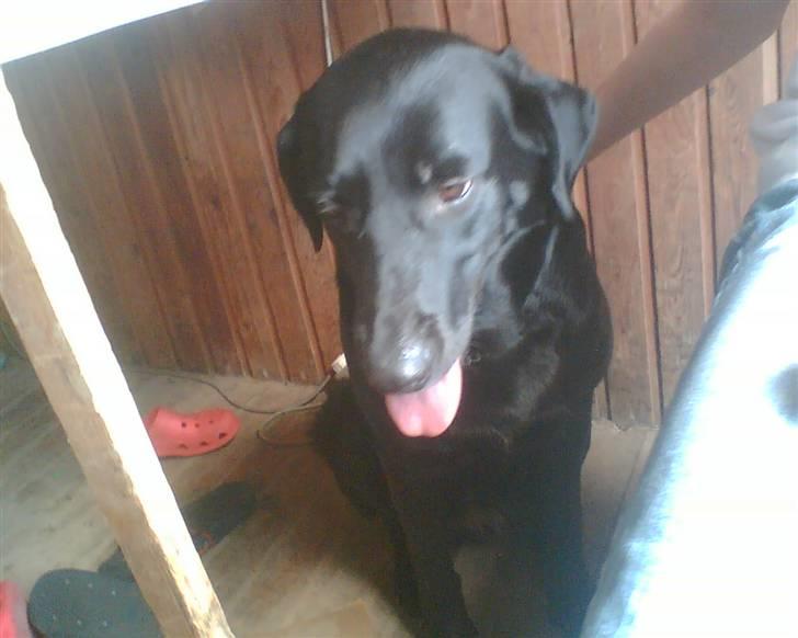 Blanding af racer Sheeba - sheeba i vores skurvogn billede 11