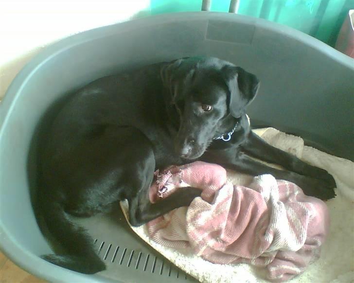 Blanding af racer Sheeba - Sheeba kigger opmærksomt på døren: Kommer der nogen? billede 12