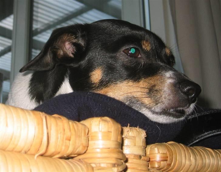Dansk svensk gaardhund Sille billede 1
