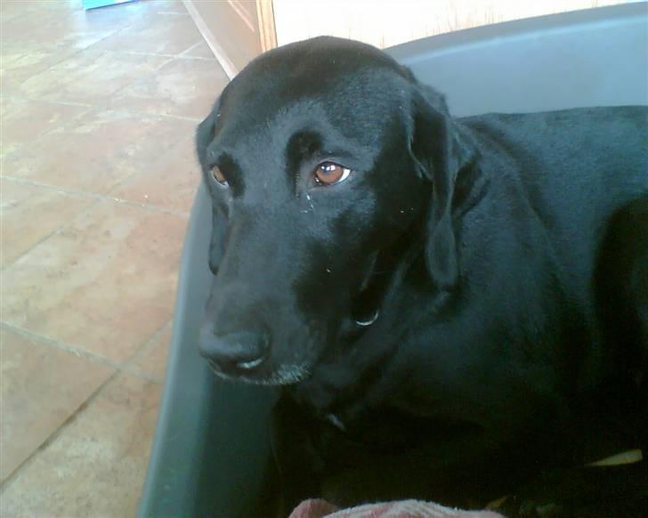 Blanding af racer Tøsen billede 7