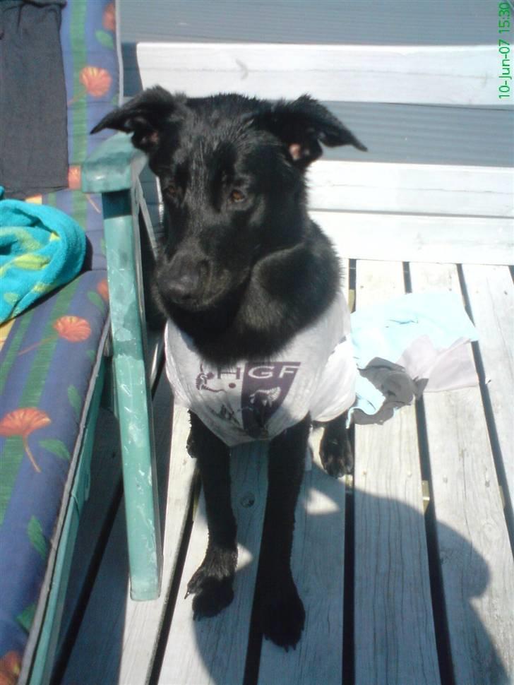 Blanding af racer Tikki - Tikki nyder den varme sol med en våd t-shirt på. :)  billede 18