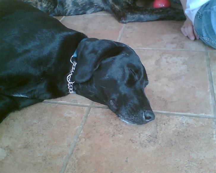 Blanding af racer Tøsen billede 8