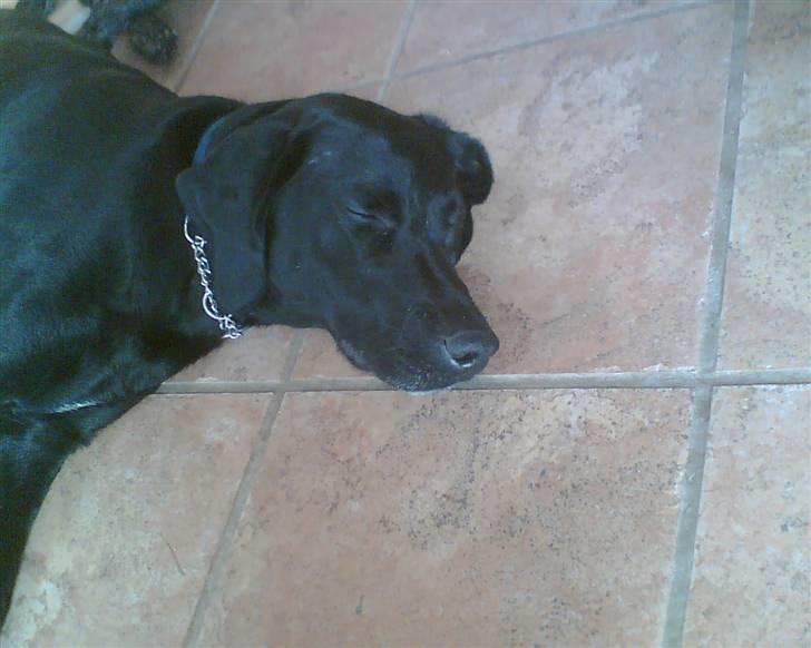 Blanding af racer Tøsen billede 9