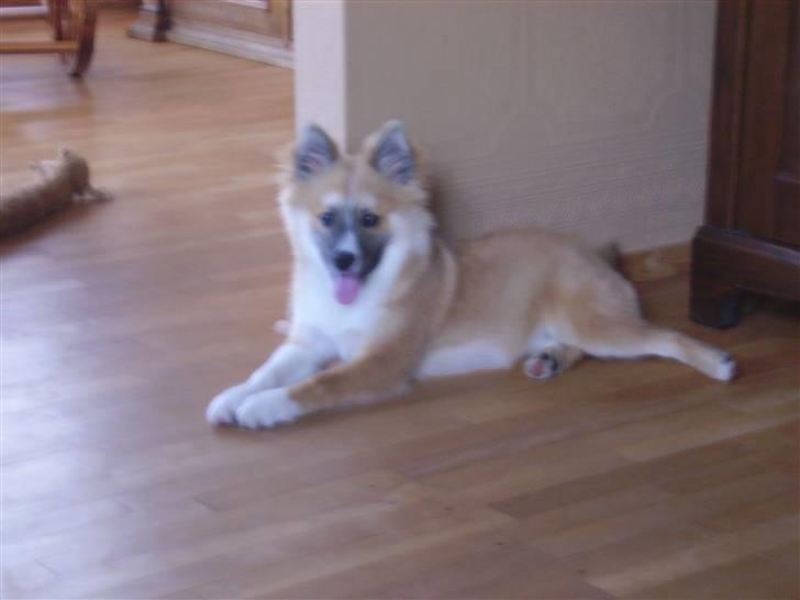 Islandsk fårehund mickey billede 16