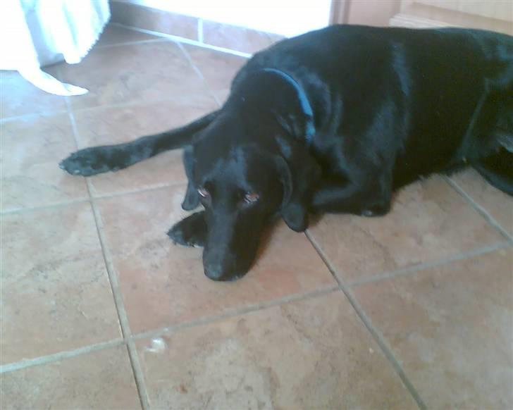 Blanding af racer Tøsen billede 10