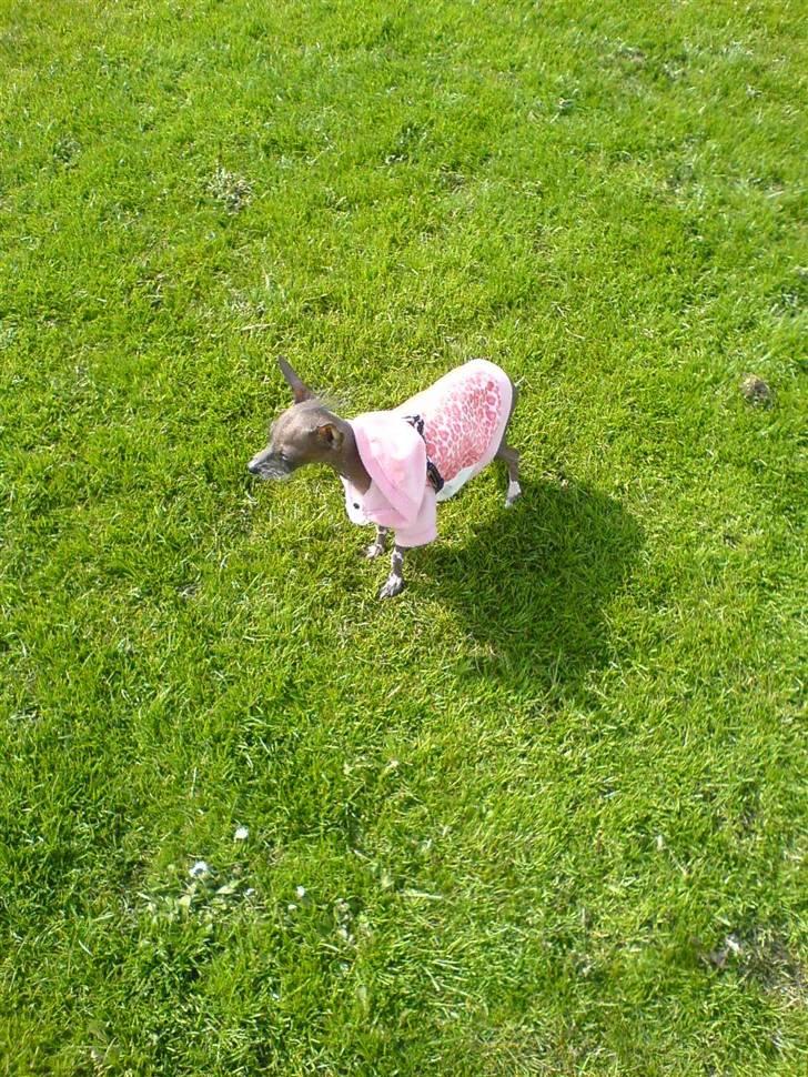 Xoloitzcuintle Fila - Så er jeg ude og nyde vejret. billede 6