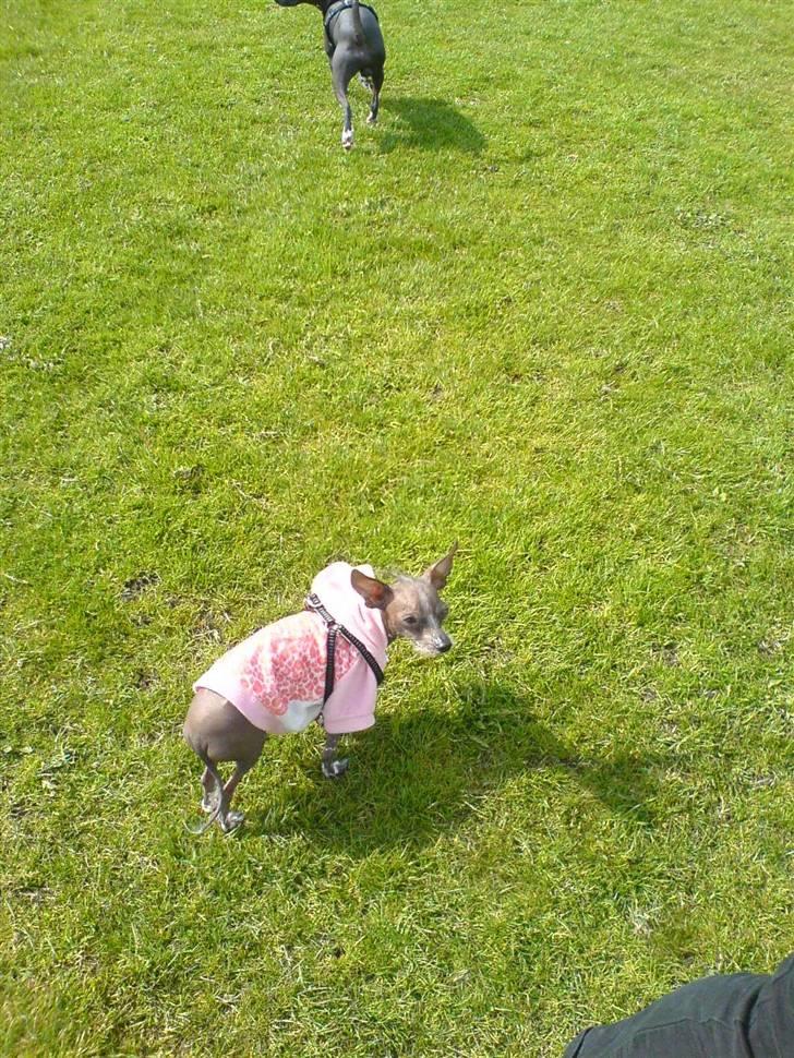 Xoloitzcuintle Fila - Det er dejligt når solen skinner! billede 7