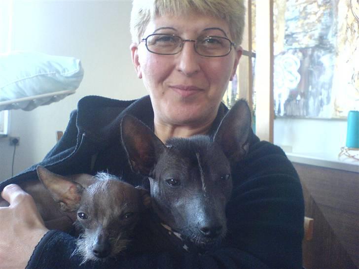 Xoloitzcuintle Fila - Her sider jeg hos farmor, sammen med Mishka. billede 8