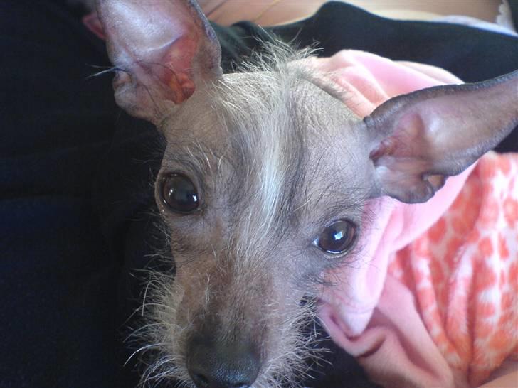 Xoloitzcuintle Fila - Er jeg ikke dejlig.. billede 9