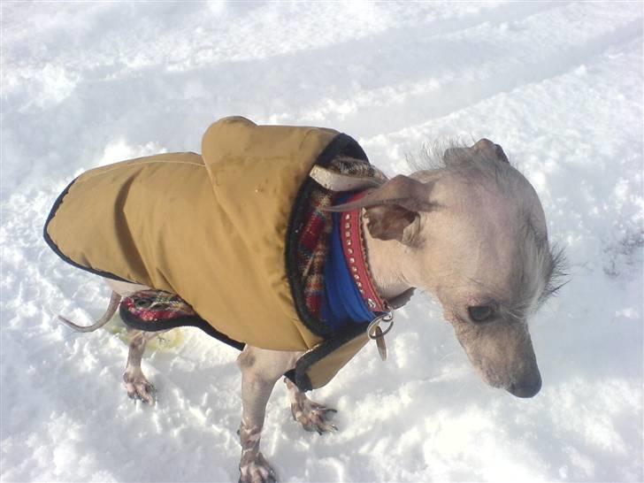Xoloitzcuintle Fila - Det er altså ikke helt sjov at være ude i sneen. billede 10