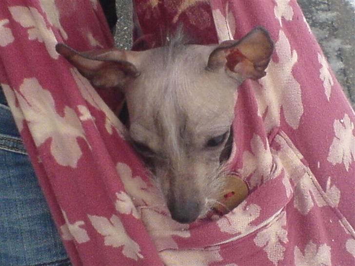 Xoloitzcuintle Fila - Så er det bedre at side i moars taske.. billede 11