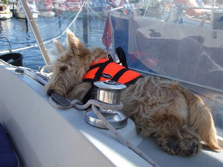 Skotsk terrier Whisky Best of Scotties  - Jeg gider altså ikke passe alt det tovværk billede 12