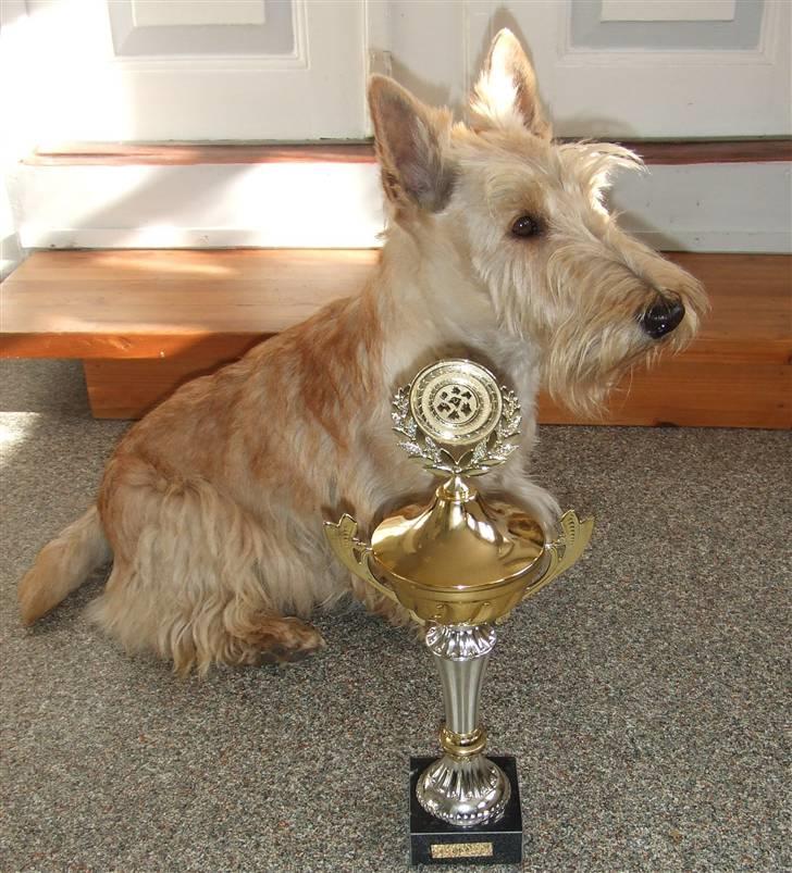 Skotsk terrier Whisky Best of Scotties  - se lige mit trofæ best in show billede 13