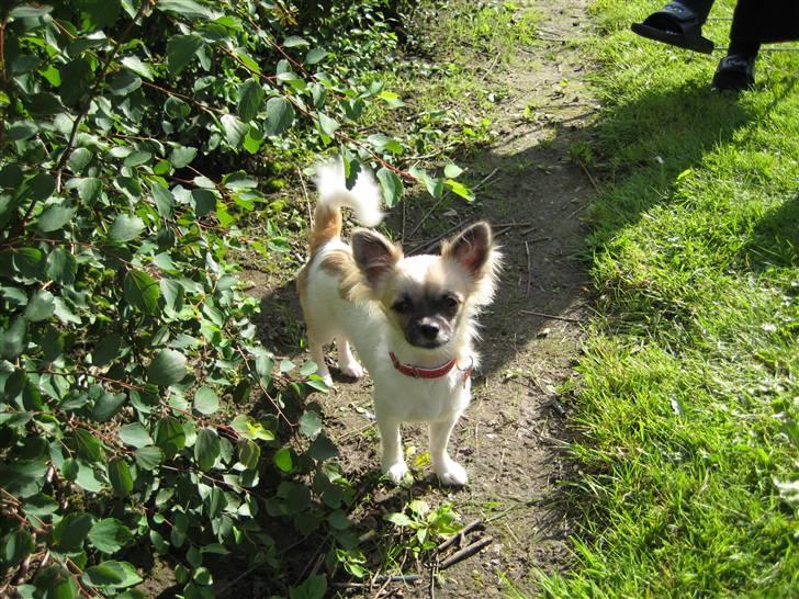 Chihuahua Dior - Dior i haven billede 3