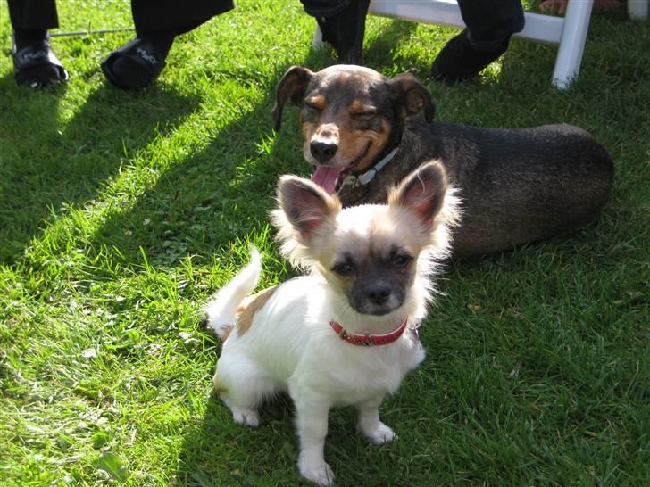 Chihuahua Dior - Vaks og Dior i haven billede 4