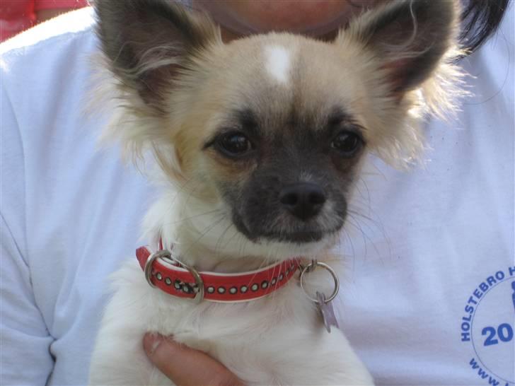 Chihuahua Dior - Dior <3 billede 5