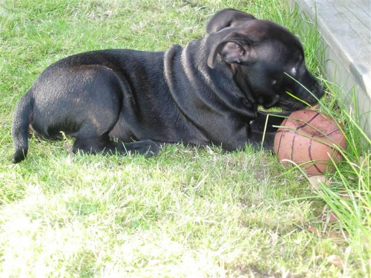 Staffordshire bull terrier Miclu - Min bold ( 9 uger ) billede 5