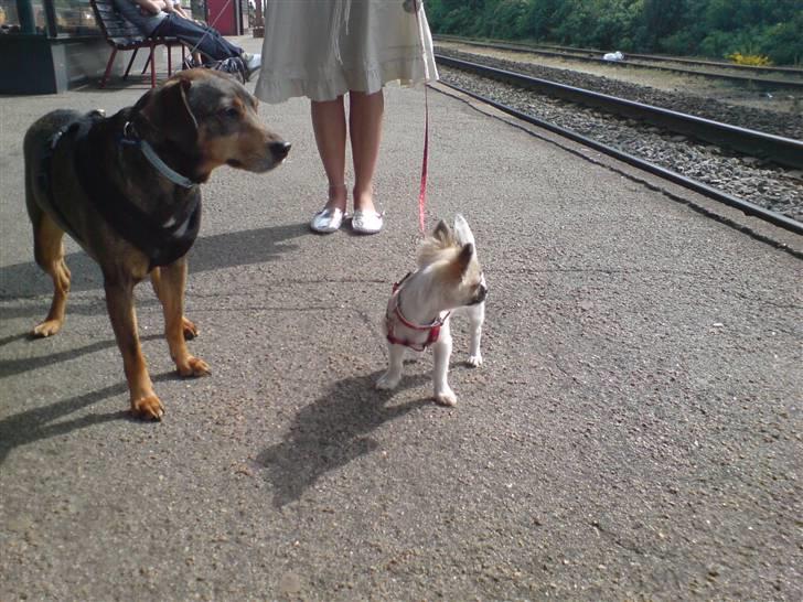 Blanding af racer Vaks - Vaks og Dior venter på toget billede 6