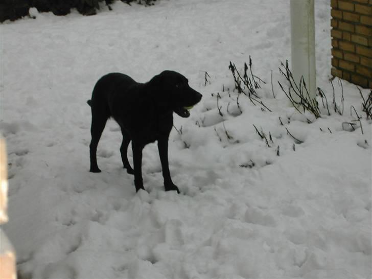 Labrador retriever Effi  R.I.P - effi ude i sneen leger bold (NYT) billede 15