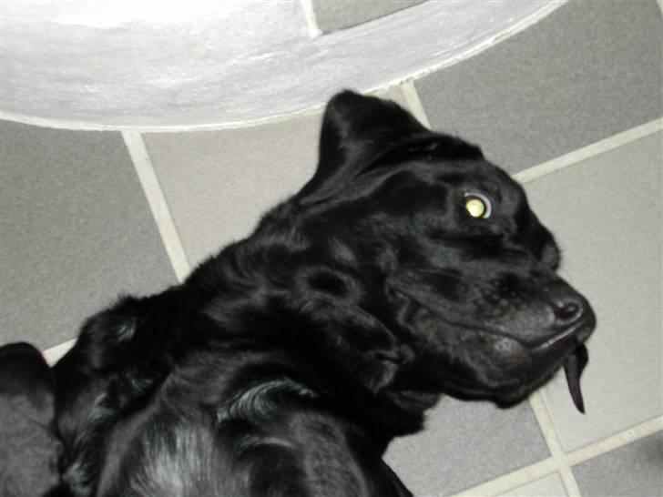 Labrador retriever Effi  R.I.P - effi hygger på ryggen ( NYT ) billede 16